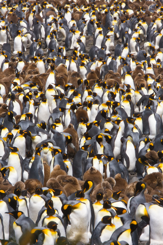 King Penguin Colony